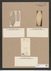 Navicula carinifera Grun. (de-Toni-Nr.: Genus 1, Species 352) Zeichnungen Sammlung Grunow Nr. 798 (NHMW-BOT-W0367219)